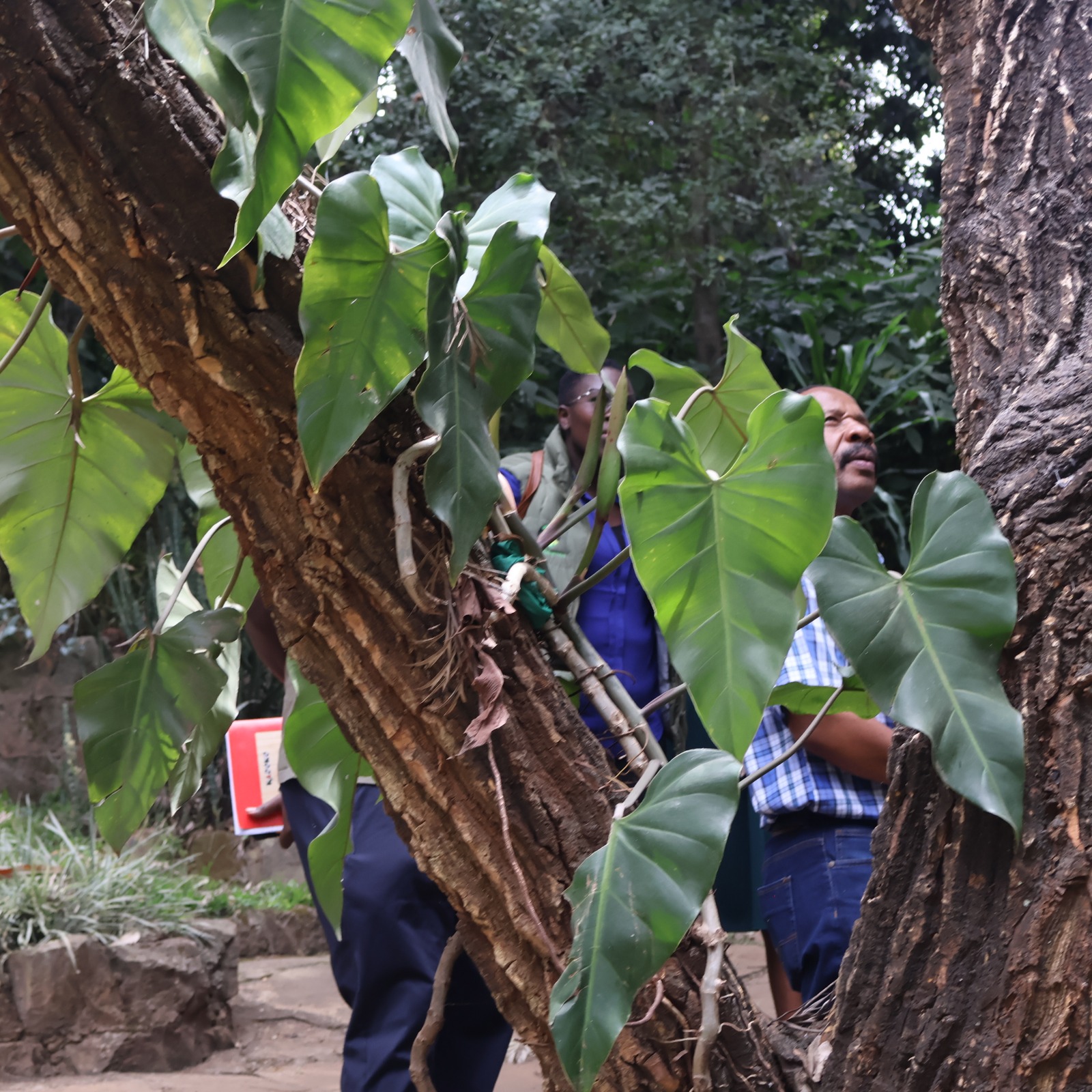 Forest Whisperers Movement